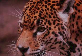 Leopardo.JPG (24436 byte)